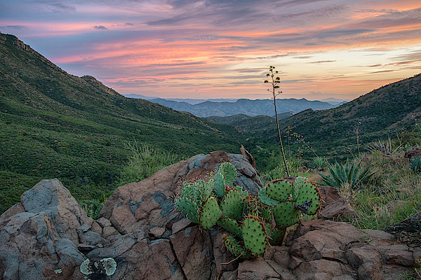 Prickly Pear Cactus in Gila County Arizona by Dave Dilli Prickly Pear Cactus in Gila County Arizona by Dave Dilli